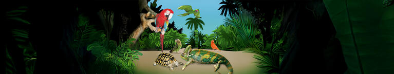 Pet's Dream Pet's Dream